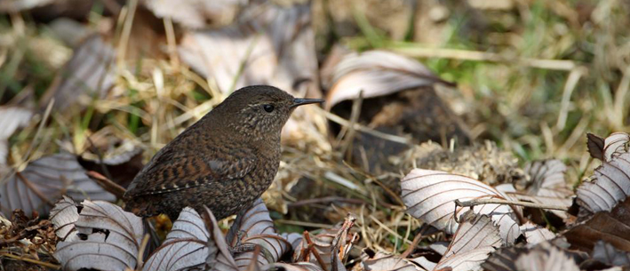 Arunachal  Birding Tour