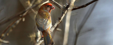 Eaglenest Birding