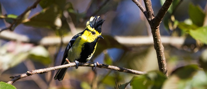 Eaglenest Birding Tour