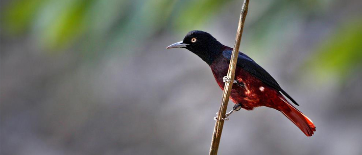 Kaziranga Birding Tour