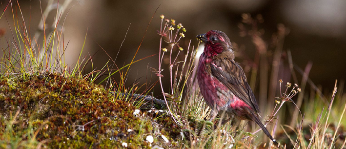 Eaglenest Birding Tour