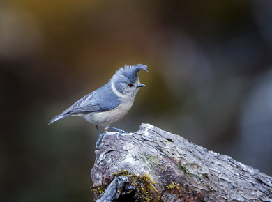 Eaglenest Birding